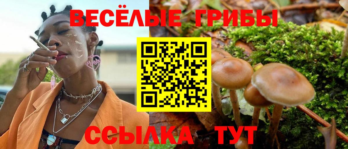 Псилоцибиновые грибы Psilocybe Кимры